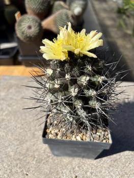 Eriosyce taltalensis